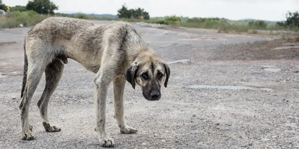 perro en malas condiciones
